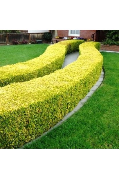 Бирючина звичайна Ауреа низький стрижений бордюр